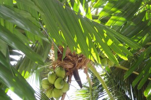 Coconut-palm-tree-phuket-island