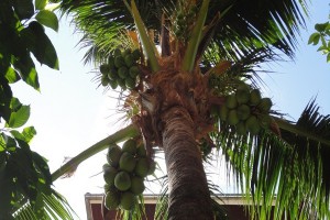 palmtrees-hotel-sunhill-patong