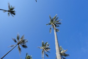 Phuket-hotel-palmtrees